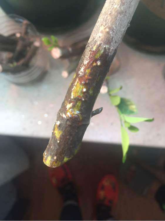 怎么水插栀子下山桩的方法 图片