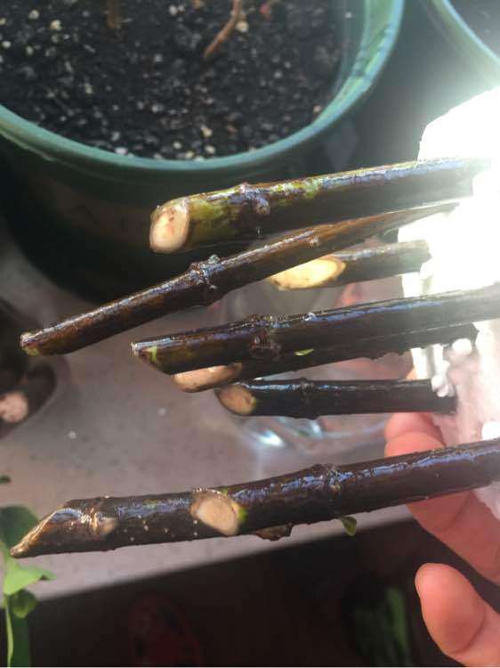 怎么水插栀子下山桩的方法 图片