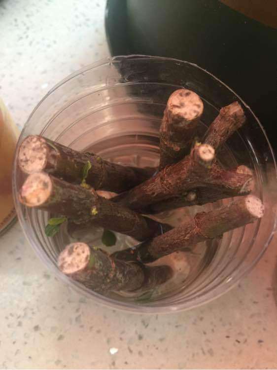 怎么水插栀子下山桩的方法 图片