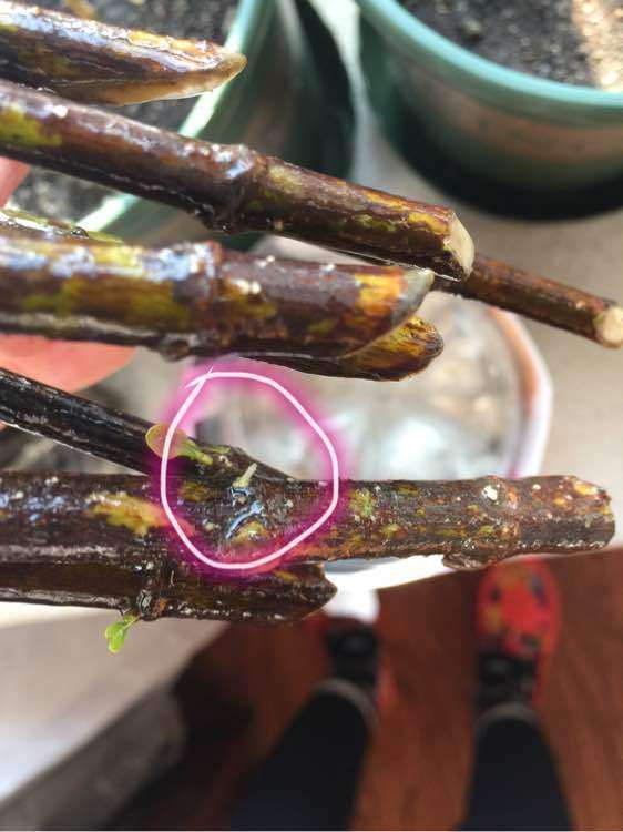 怎么水插栀子下山桩的方法 图片