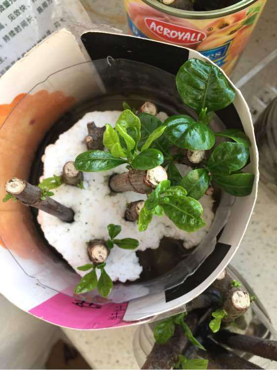 怎么水插栀子下山桩的方法 图片