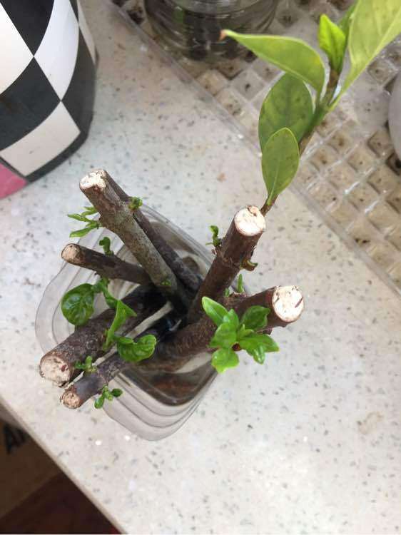 怎么水插栀子下山桩的方法 图片