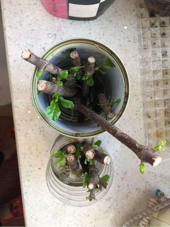 怎么水插栀子下山桩的方法 图片