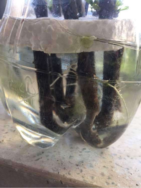 怎么水插栀子下山桩的方法 图片