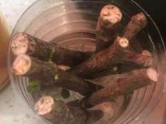 怎么水插栀子下山桩的方法 图片