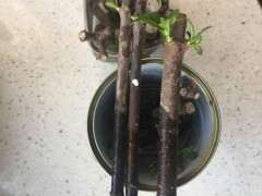 小叶栀子花下山桩怎么水培的方法 图片