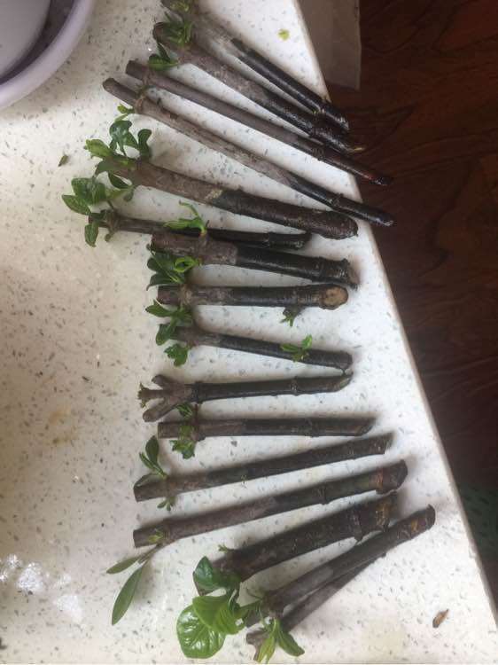 水插栀子花下山桩 就是不长根 怎么办