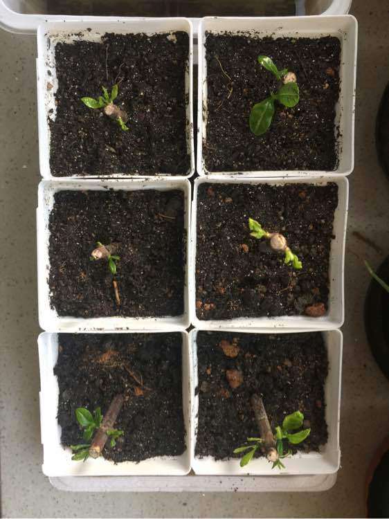 水插栀子花下山桩 就是不长根 怎么办