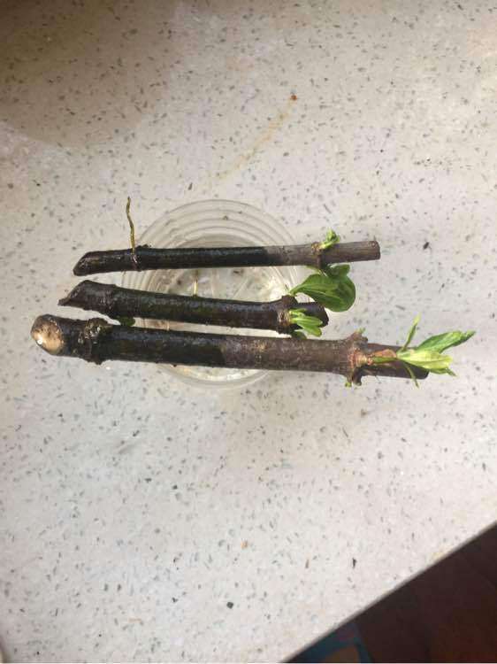 水插栀子花下山桩 就是不长根 怎么办