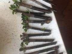 水插栀子花下山桩 就是不长根 怎么办