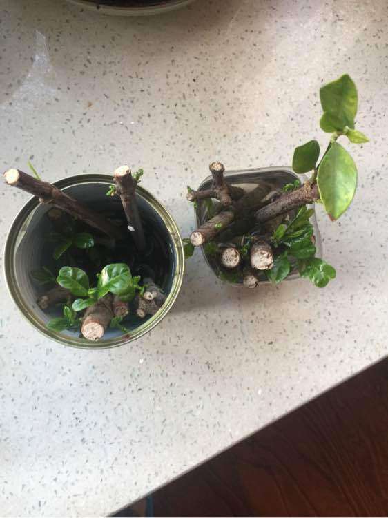 夏天怎么水插栀子花下山桩的方法 图片