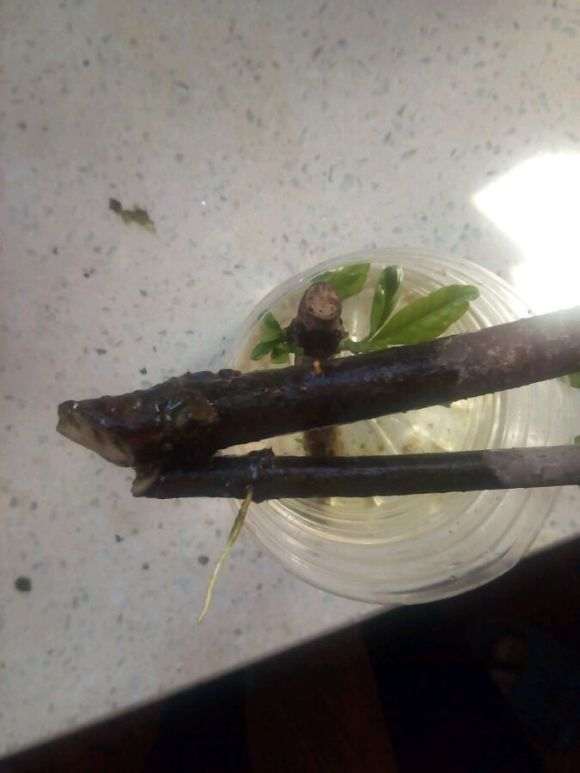 夏天怎么水插栀子花下山桩的方法 图片