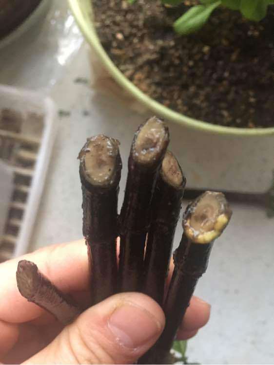 栀子花下山桩用粗沙 还是细沙好 图片