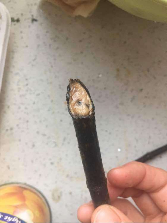 栀子花下山桩用粗沙 还是细沙好 图片