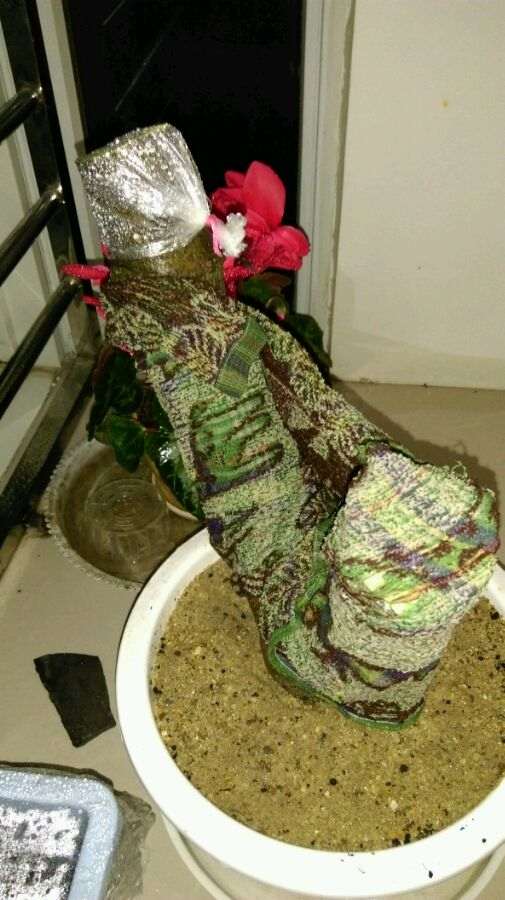 用沙插栀子花下山桩 不能生根吗 图片