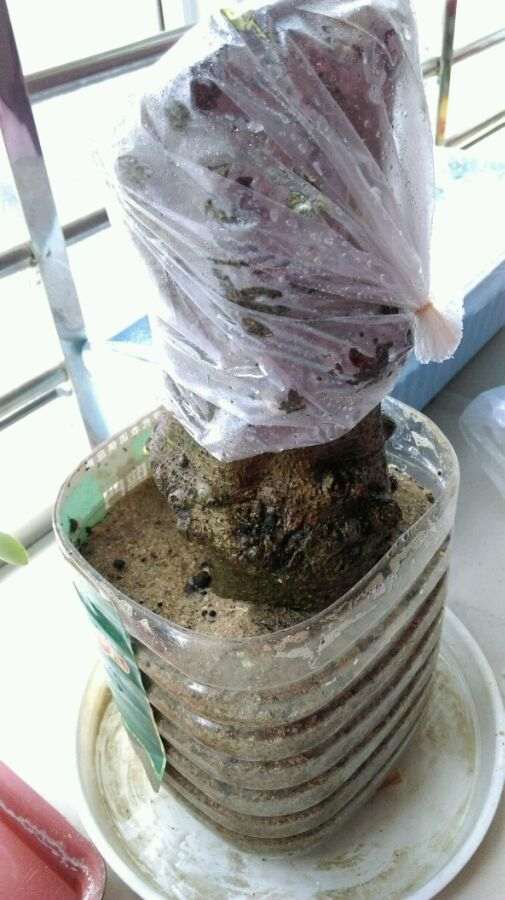 用沙插栀子花下山桩 不能生根吗 图片