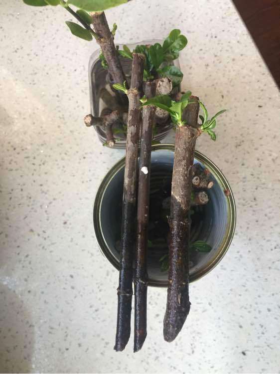 栀子花下山桩叶子怎么较快发根 图片