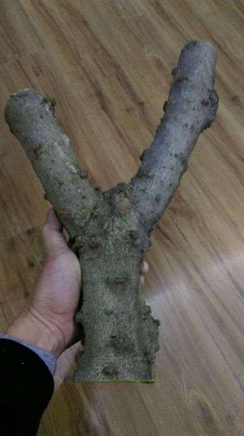 栀子花下山桩叶子怎么较快发根 图片