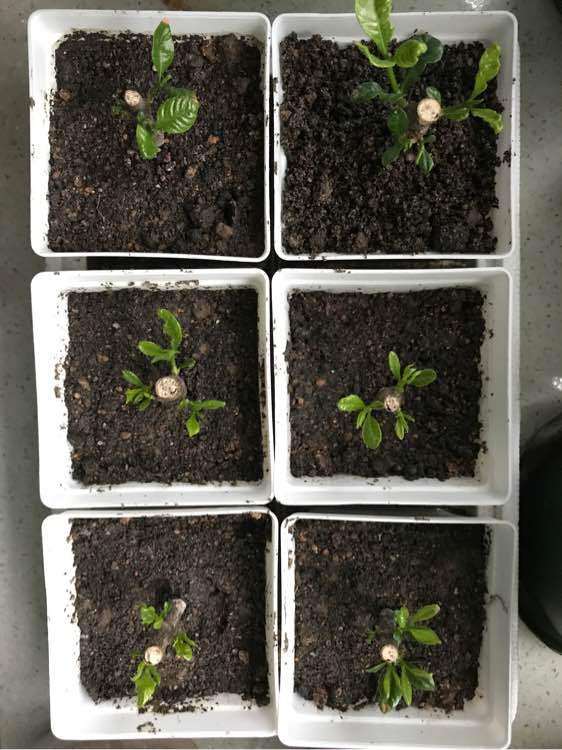 为什么栀子下山桩土插的都蔫了 怎么办