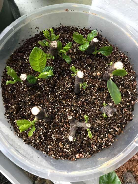 为什么栀子下山桩土插的都蔫了 怎么办