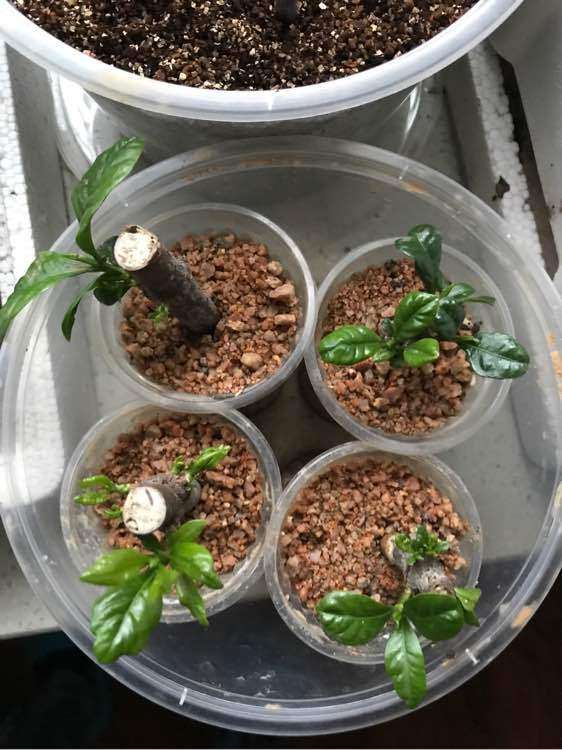 为什么栀子下山桩土插的都蔫了 怎么办