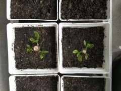 为什么栀子下山桩土插的都蔫了 怎么办