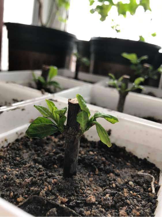 为什么栀子下山桩蛭石和沙子比较好用