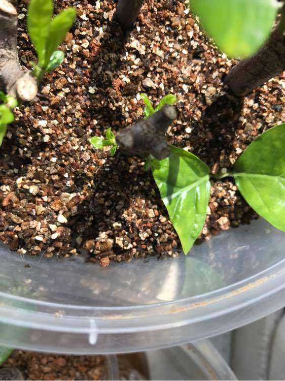 为什么栀子下山桩蛭石和沙子比较好用