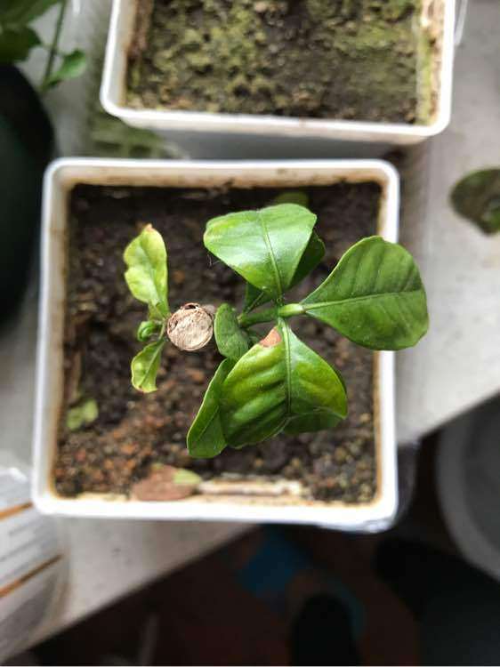 为什么栀子下山桩蛭石和沙子比较好用