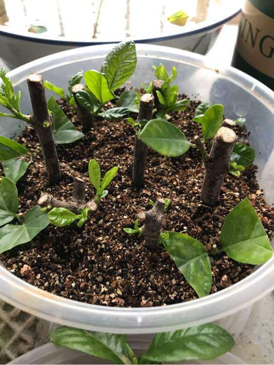 为什么栀子下山桩蛭石和沙子比较好用