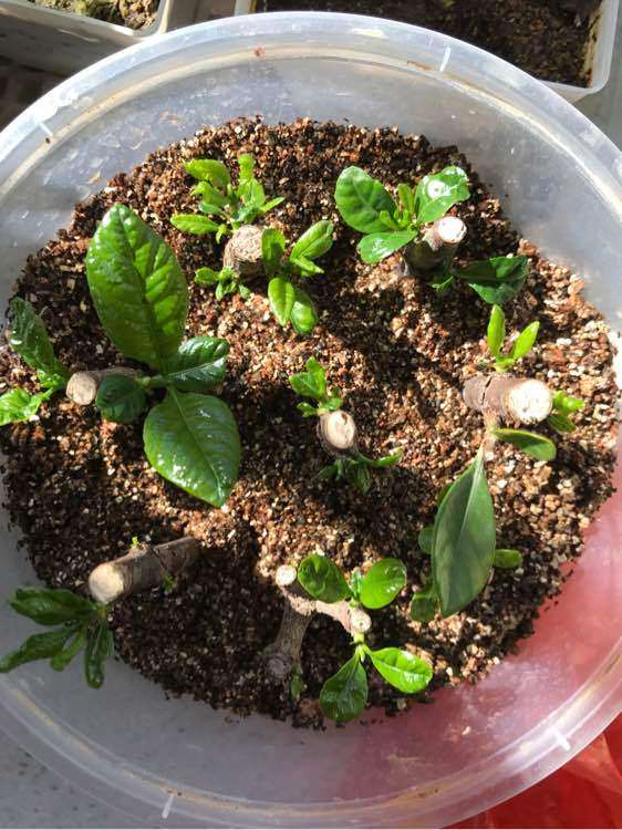 为什么栀子下山桩土插 成活艰难 图片