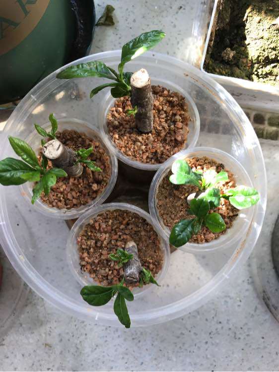 为什么栀子下山桩土插 成活艰难 图片