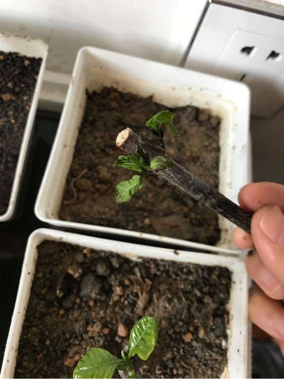 为什么栀子下山桩土插 成活艰难 图片