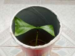 为什么水培栀子下山桩难度太高 图片