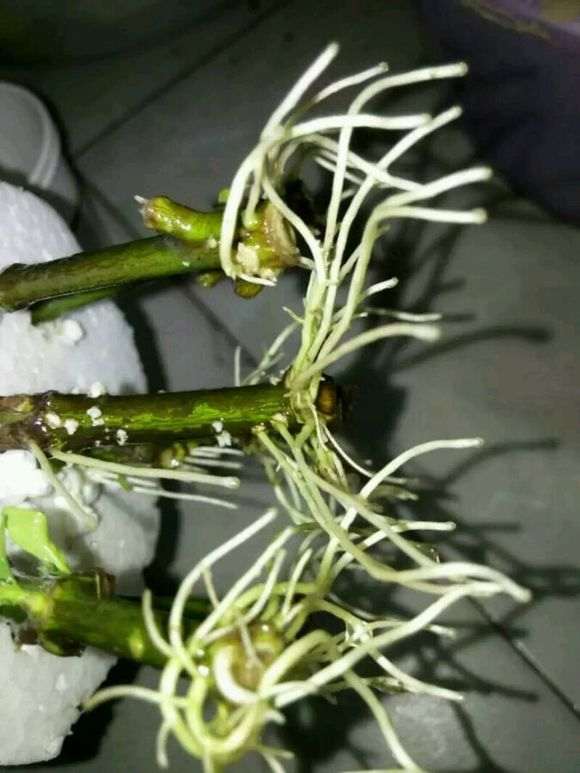 栀子花下山桩光杆长新芽了 怎么样 图片