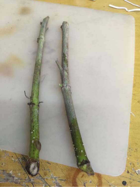 栀子花下山桩光杆长新芽了 怎么样 图片