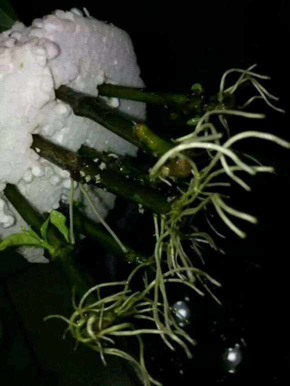 栀子花下山桩光杆长新芽了 怎么样 图片