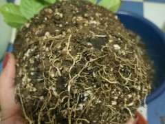 大叶栀子花下山桩怎么剪枝水培的方法