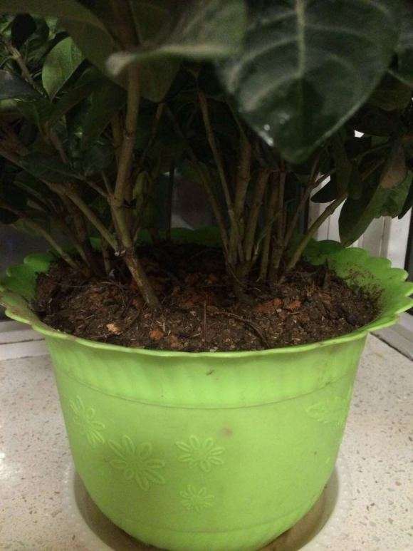 大叶栀子下山桩怎么换土分盆的方法 图片