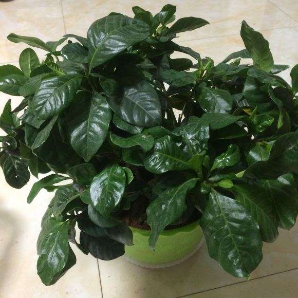 大叶栀子下山桩怎么换土分盆的方法 图片