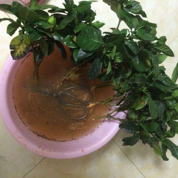 大叶栀子下山桩怎么换土分盆的方法 图片