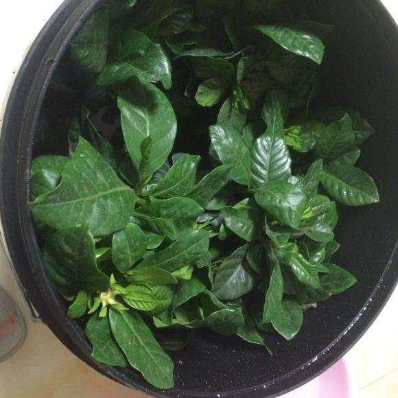 大叶栀子下山桩怎么换土分盆的方法 图片