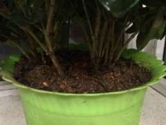 大叶栀子下山桩怎么换土分盆的方法 图片