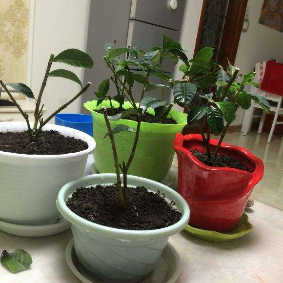 栀子下山桩叶子发黑枯了 怎么办 图片