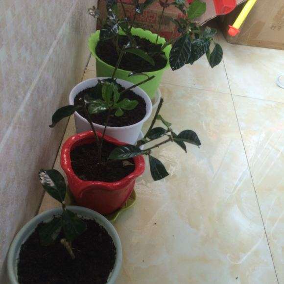 栀子下山桩叶子发黑枯了 怎么办 图片