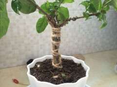 栀子下山桩分盆能在10月份进行吗 图片