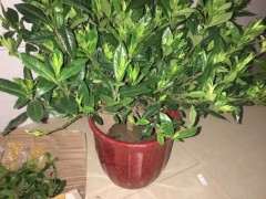 为什么栀子下山桩 千万别暴晒 图片