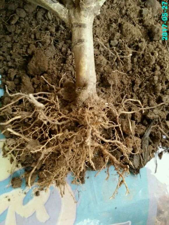 栀子花下山桩根全是烂的 怎么办 图片