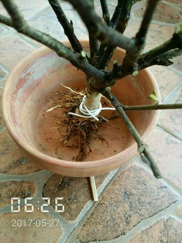 栀子花下山桩根全是烂的 怎么办 图片