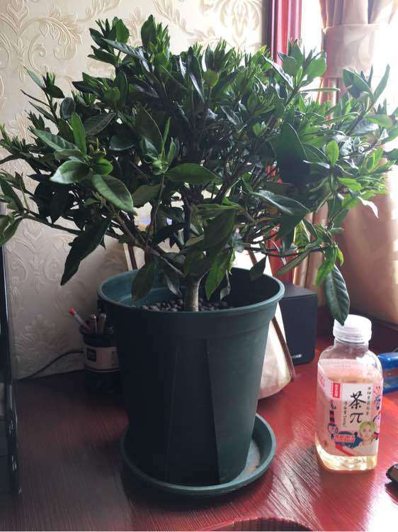 栀子花下山桩需要修剪吗 怎么办 图片